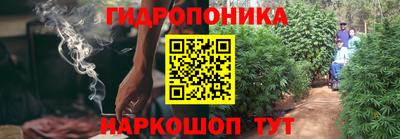 сатива Новодвинск